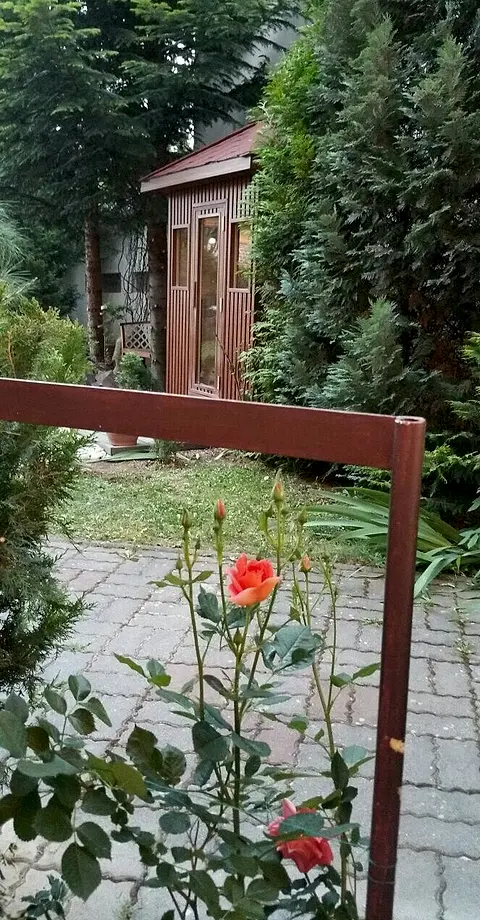 Drevená infrasauna v záhrade, v popredí kvitnúca ruža